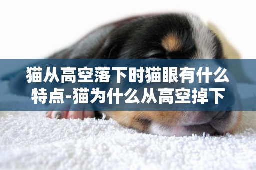 貓從高空落下時貓眼有什么特點-貓為什么從高空掉下總是腳著地