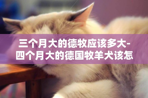 三個月大的德牧應該多大-四個月大的德國牧羊犬該怎么飼養