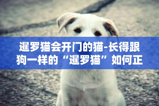 暹羅貓會開門的貓-長得跟狗一樣的“暹羅貓”如何正確挑選