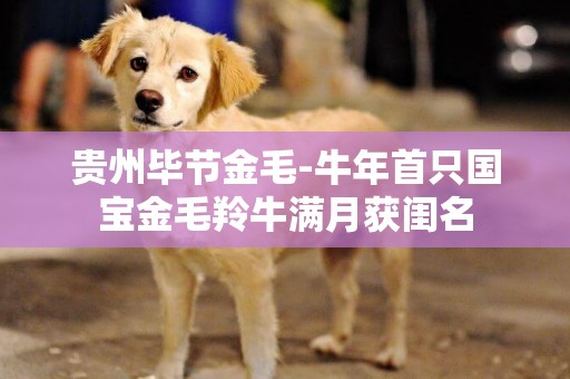 貴州畢節金毛-牛年首只國寶金毛羚牛滿月獲閨名