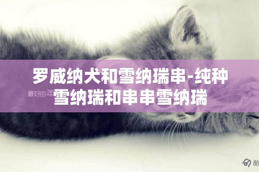 羅威納犬和雪納瑞串-純種雪納瑞和串串雪納瑞