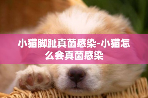 小貓腳趾真菌感染-小貓怎么會真菌感染