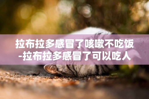 拉布拉多感冒了咳嗽不吃飯-拉布拉多感冒了可以吃人的感冒藥嗎