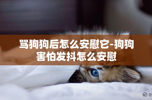 罵狗狗后怎么安慰它-狗狗害怕發抖怎么安慰