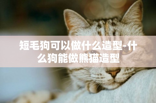 短毛狗可以做什么造型-什么狗能做熊貓造型