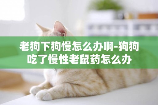 老狗下狗慢怎么辦啊-狗狗吃了慢性老鼠藥怎么辦