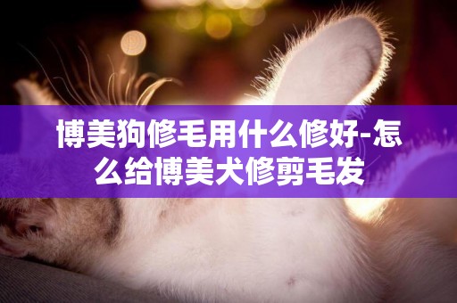 博美狗修毛用什么修好-怎么給博美犬修剪毛發