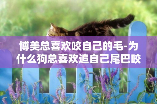 博美總喜歡咬自己的毛-為什么狗總喜歡追自己尾巴咬