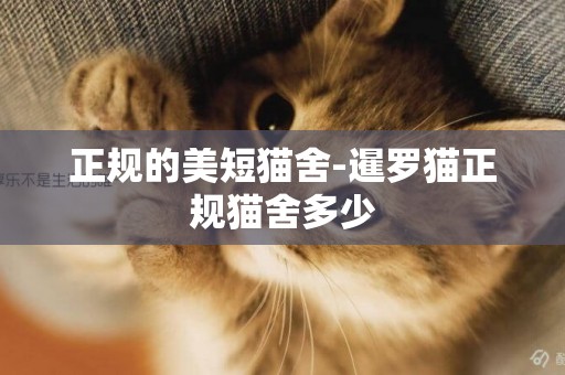 正規的美短貓舍-暹羅貓正規貓舍多少