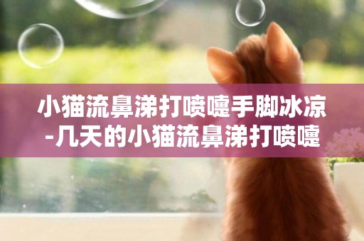小貓流鼻涕打噴嚏手腳冰涼-幾天的小貓流鼻涕打噴嚏怎么辦