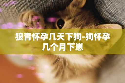 狼青懷孕幾天下狗-狗懷孕幾個月下崽