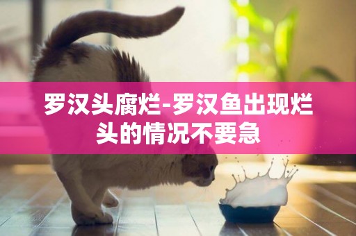 羅漢頭腐爛-羅漢魚出現爛頭的情況不要急