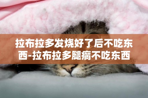 拉布拉多發燒好了后不吃東西-拉布拉多腿瘸不吃東西