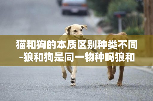 貓和狗的本質區別種類不同-狼和狗是同一物種嗎狼和狗的區別