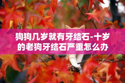 狗狗幾歲就有牙結石-十歲的老狗牙結石嚴重怎么辦