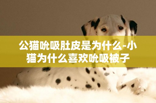 公貓吮吸肚皮是為什么-小貓為什么喜歡吮吸被子