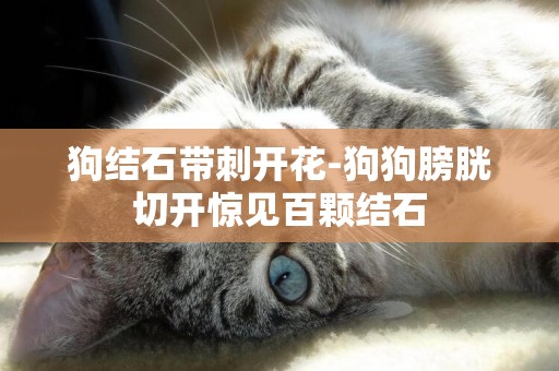 狗結石帶刺開花-狗狗膀胱切開驚見百顆結石