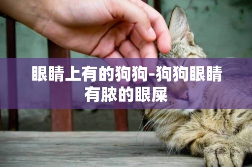 眼睛上有的狗狗-狗狗眼睛有膿的眼屎