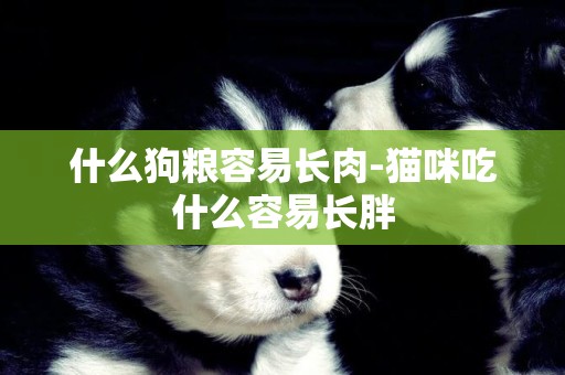 什么狗糧容易長肉-貓咪吃什么容易長胖
