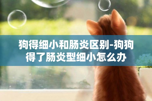 狗得細小和腸炎區別-狗狗得了腸炎型細小怎么辦
