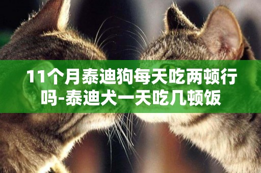 11個月泰迪狗每天吃兩頓行嗎-泰迪犬一天吃幾頓飯
