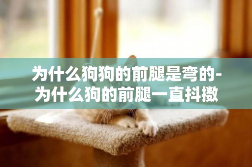 為什么狗狗的前腿是彎的-為什么狗的前腿一直抖擻