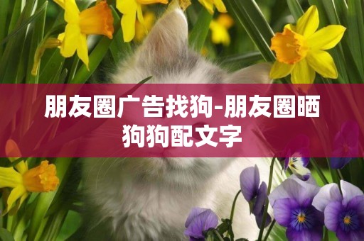 朋友圈廣告找狗-朋友圈曬狗狗配文字