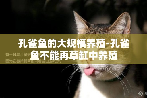 孔雀魚的大規模養殖-孔雀魚不能再草缸中養殖