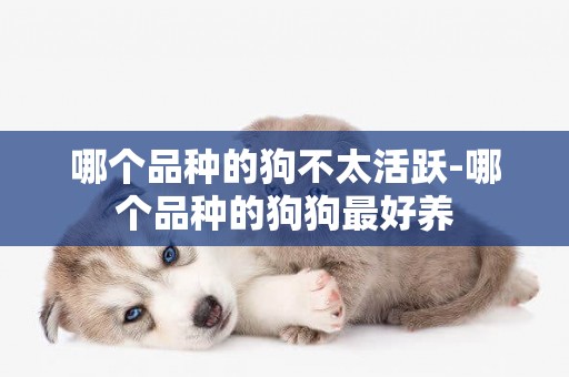 哪個品種的狗不太活躍-哪個品種的狗狗最好養