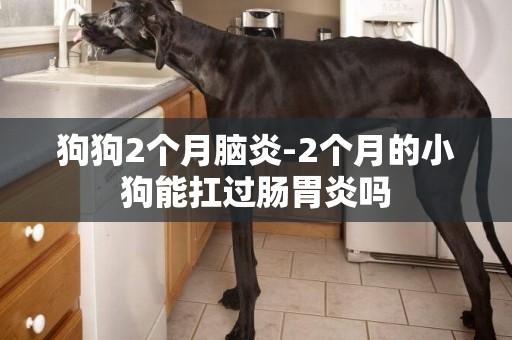 狗狗2個月腦炎-2個月的小狗能扛過腸胃炎嗎