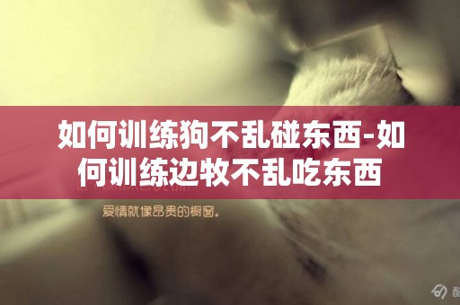 如何訓練狗不亂碰東西-如何訓練邊牧不亂吃東西