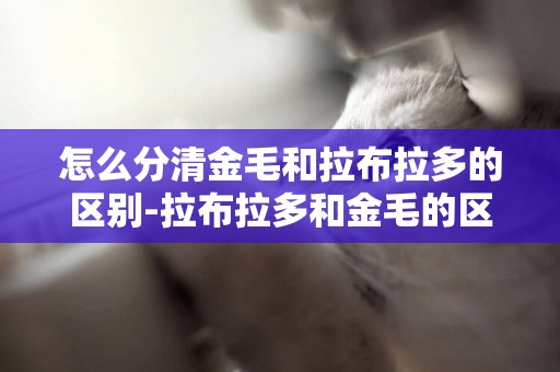 怎么分清金毛和拉布拉多的區別-拉布拉多和金毛的區別