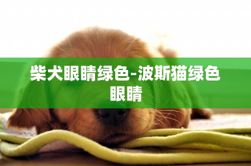 柴犬眼睛綠色-波斯貓綠色眼睛