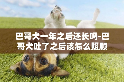 巴哥犬一年之后還長嗎-巴哥犬吐了之后該怎么照顧
