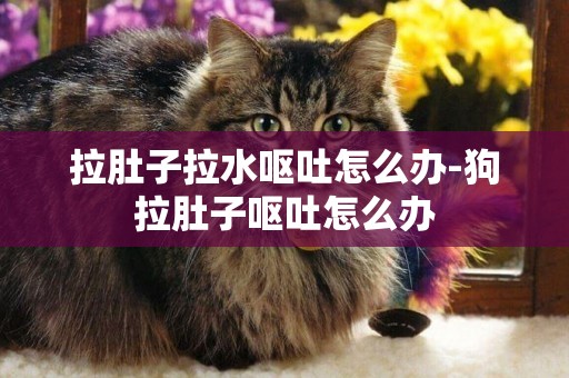 拉肚子拉水嘔吐怎么辦-狗拉肚子嘔吐怎么辦