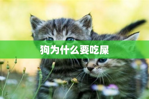狗為什么要吃屎