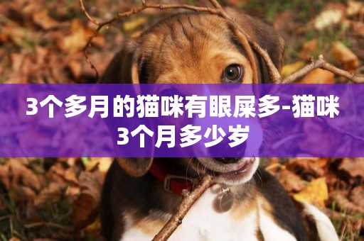 3個多月的貓咪有眼屎多-貓咪3個月多少歲