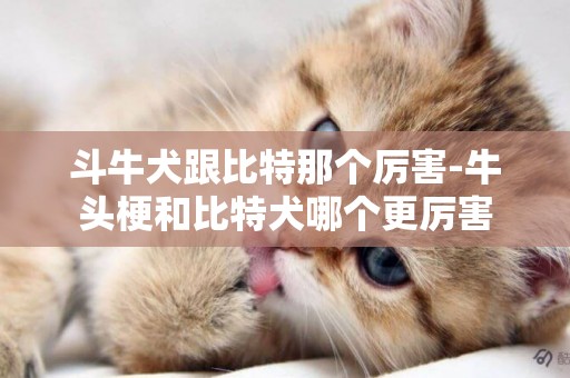 斗牛犬跟比特那個厲害-牛頭梗和比特犬哪個更厲害