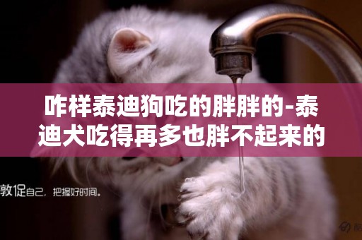 咋樣泰迪狗吃的胖胖的-泰迪犬吃得再多也胖不起來的