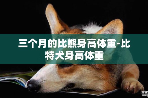 三個月的比熊身高體重-比特犬身高體重