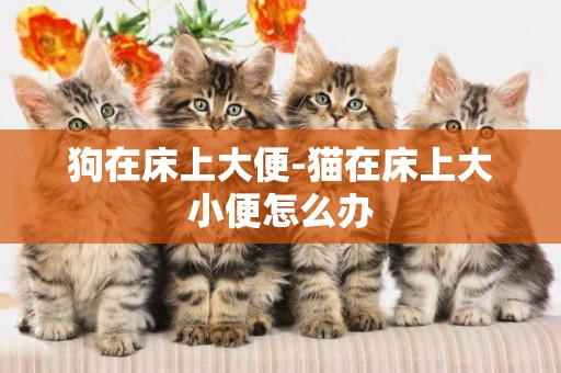 狗在床上大便-貓在床上大小便怎么辦