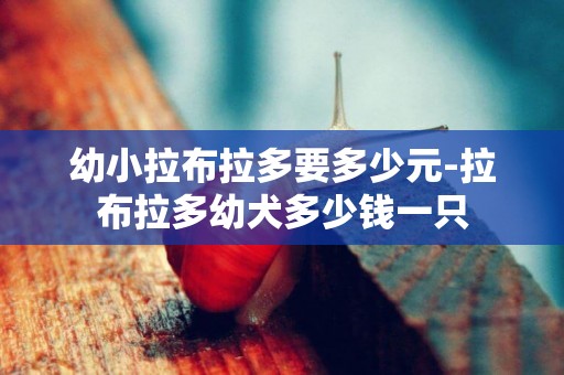 幼小拉布拉多要多少元-拉布拉多幼犬多少錢一只