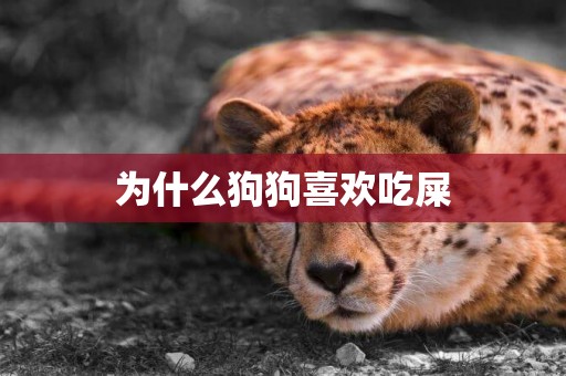 為什么狗狗喜歡吃屎