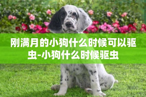 剛滿月的小狗什么時候可以驅蟲-小狗什么時候驅蟲