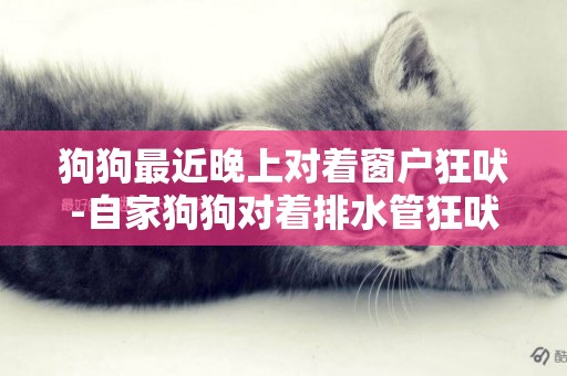 狗狗最近晚上對著窗戶狂吠-自家狗狗對著排水管狂吠