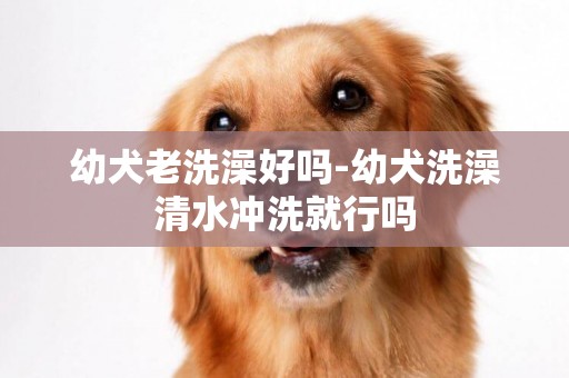 幼犬老洗澡好嗎-幼犬洗澡清水沖洗就行嗎