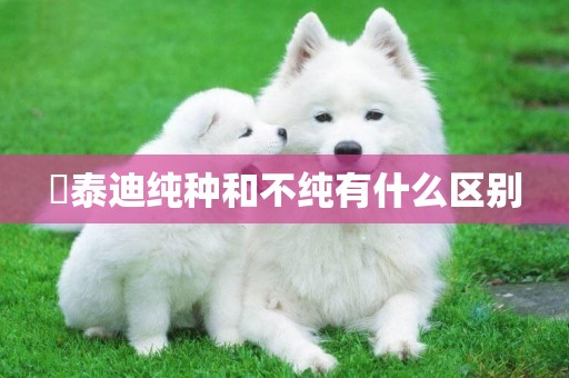 ?泰迪純種和不純有什么區別