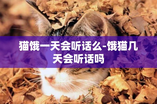 貓餓一天會聽話么-餓貓幾天會聽話嗎