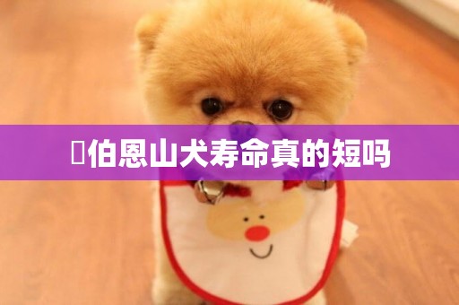 ?伯恩山犬壽命真的短嗎