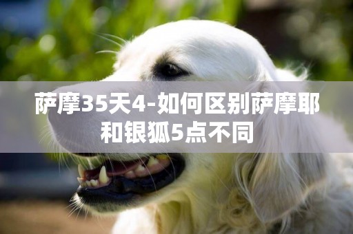 薩摩35天4-如何區別薩摩耶和銀狐5點不同